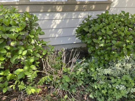 Dolan Dynamic Landscaping Logo