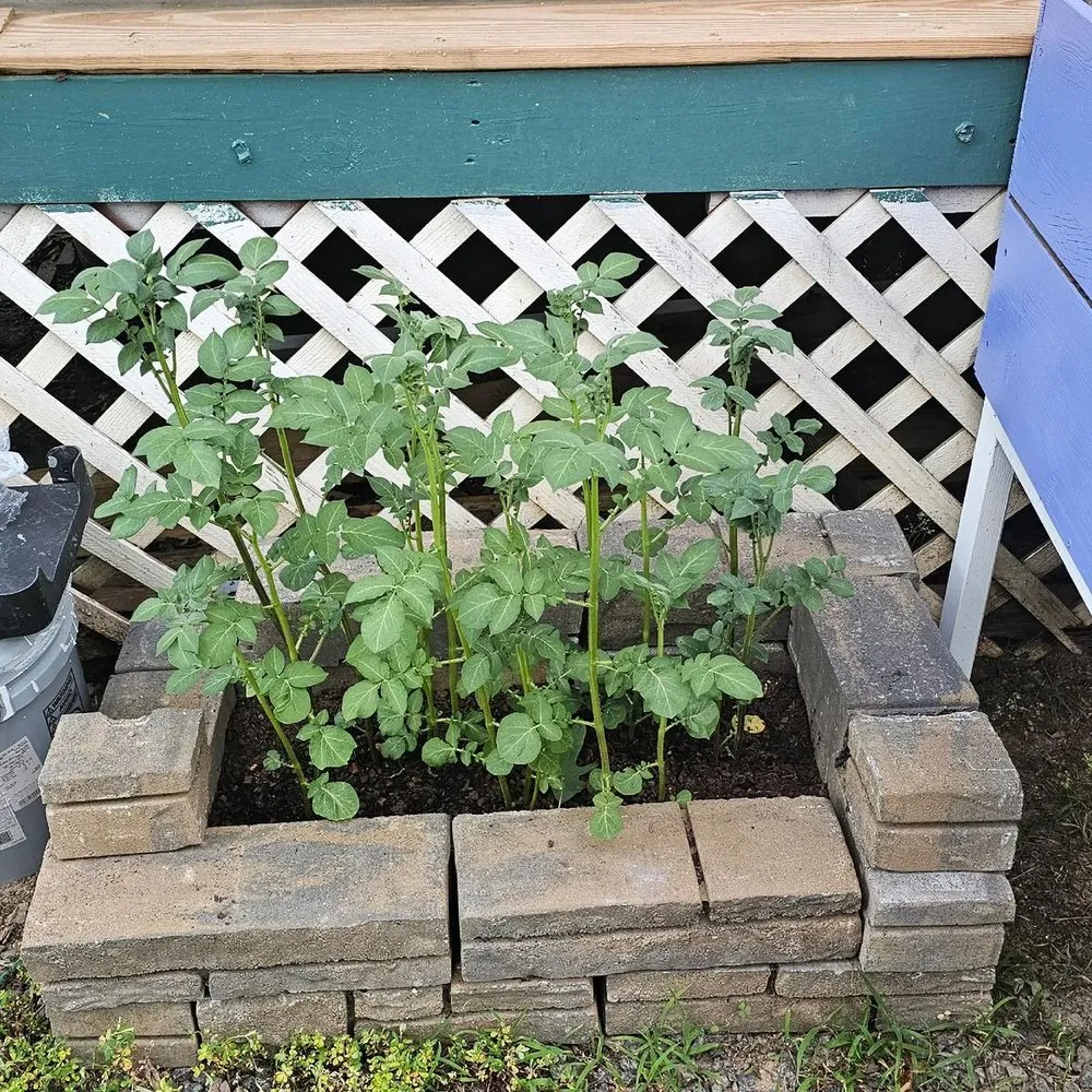 Custom landscaping services for outdoor upgrades in Lake Monticello, VA by Dolan Landscaping