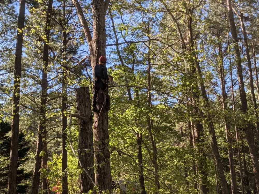 Professional landscaping services for homes in Raleigh, NC by Dolley Tree Service And Landscaping Co.