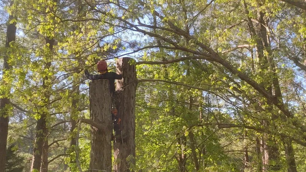 Custom residential landscaping experts serving Raleigh, NC - Dolley Tree Service And Landscaping Co.