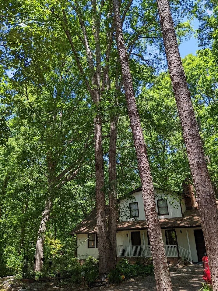 Affordable outdoor landscaping for residential properties across Raleigh, NC - Dolley Tree Service And Landscaping Co.