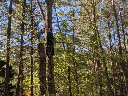 Dolley Tree Service And Landscaping Co. Logo