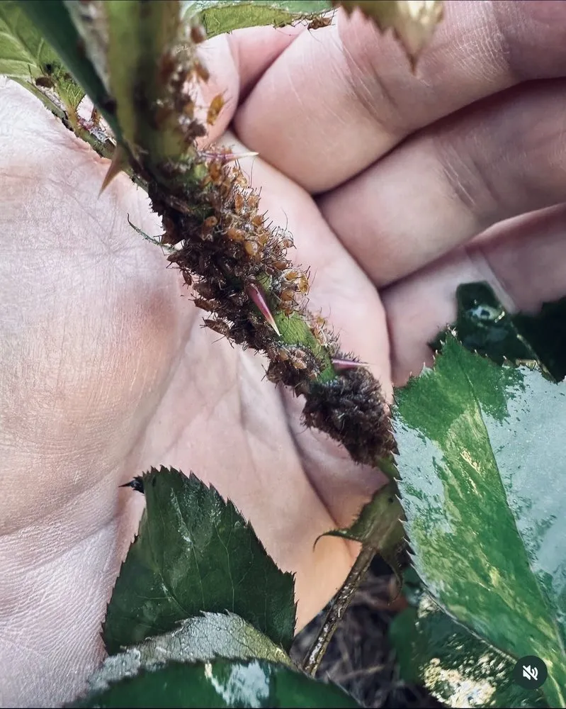 Local yard cleanup service in La Verne, CA by Dom Legend Lawn Care