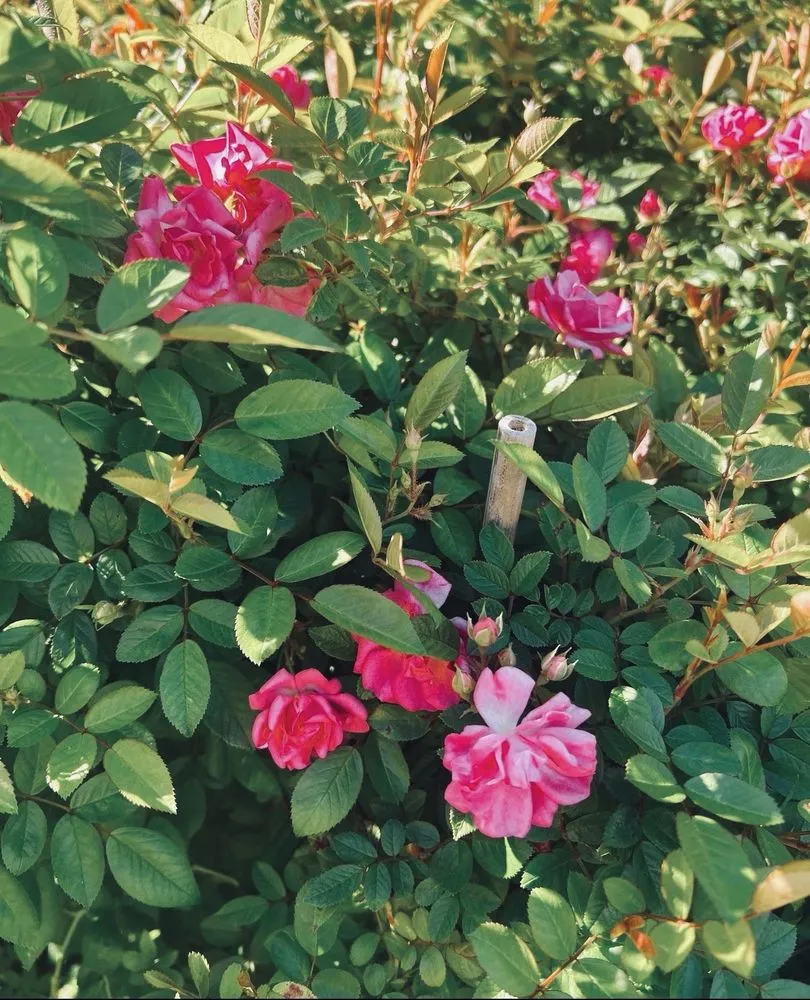 Reliable landscape design in La Verne, CA by Dom Legend Lawn Care