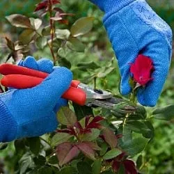 Top-rated lawn care service experts serving Santa Barbara, CA - Domain Landscaping