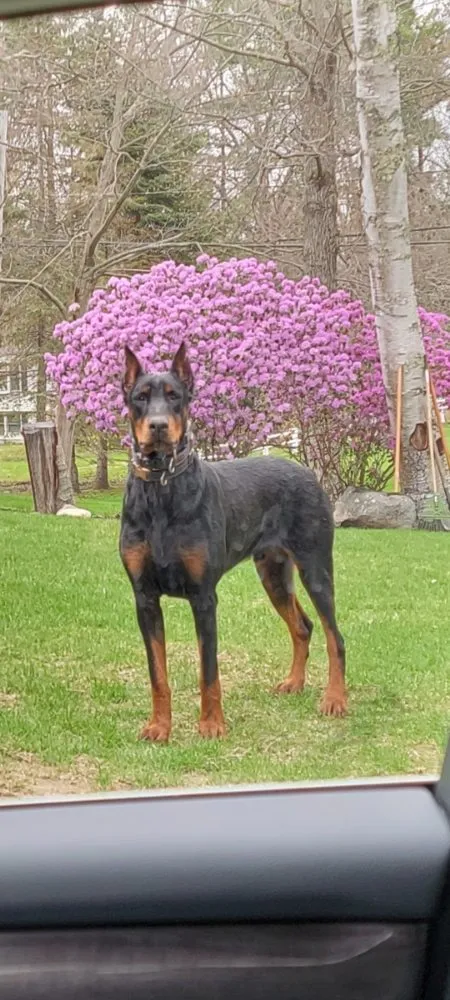 Expert landscape design in Dracut, MA by Domark landscaping