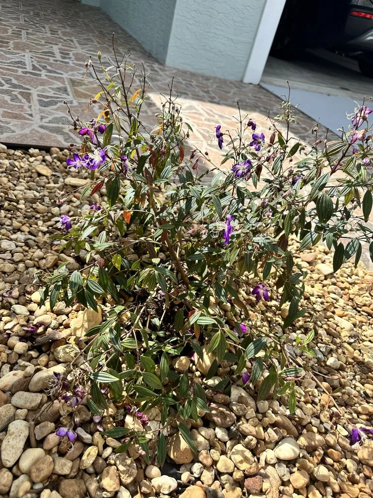 Expert garden landscaping in Port St Lucie, FL - Domi Landscape