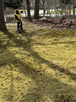 Domingo Green Leaf Lawn Care