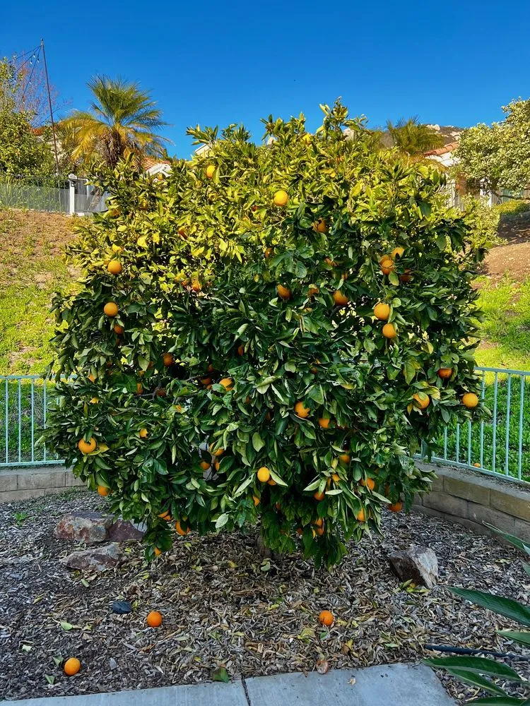 Local landscape design in Escondido, CA - Domingo Landscaping