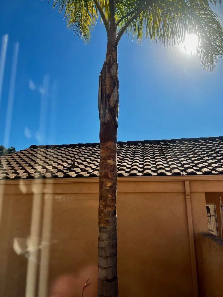 Trusted lawn mowing service in Escondido, CA by Domingo Landscaping