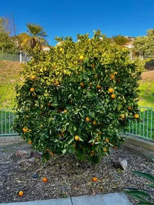 Domingo Landscaping Logo