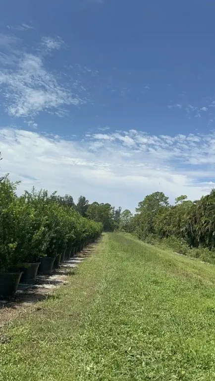 Affordable landscaping services experts serving Loxahatchee, FL - Domingo Landscaping WPB