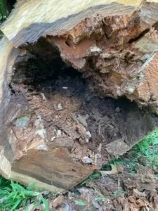 Reliable yard cleanup service experts serving Fredericksburg, VA - Domingo Mateo Landscaping