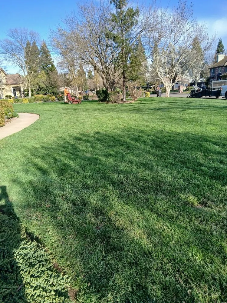 Expert yard cleanup service in Sacramento, CA - Domingo Matias Landscaping