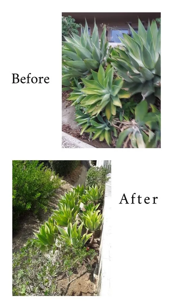Top-rated yard maintenance for year-round maintenance across Poway, CA - Domingo Pedro Gardening