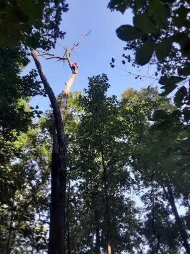 Local landscape design in Bealeton, VA by Domingo Tree & Landscaping Service