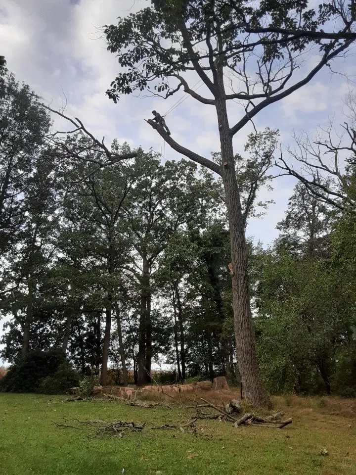 Reliable yard maintenance near you in Bealeton, VA by Domingo Tree & Landscaping Service