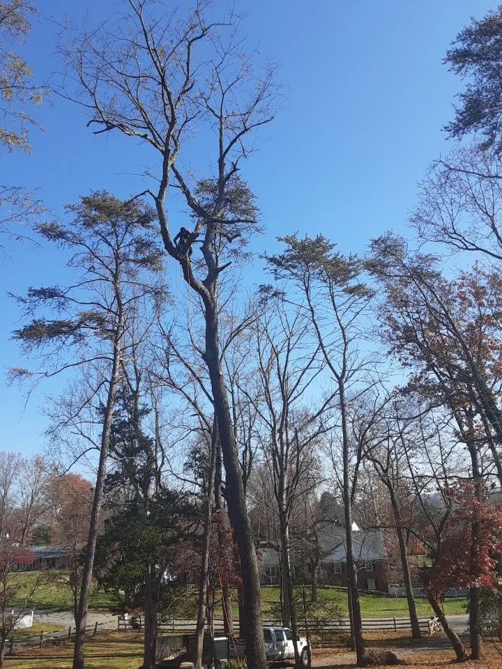 Reliable yard cleanup service in Bealeton, VA - Domingo Tree & Landscaping Service