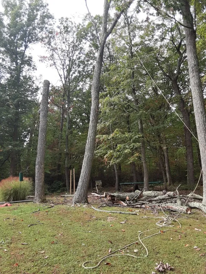 Custom yard cleanup service in Bealeton, VA by Domingo Tree & Landscaping Service