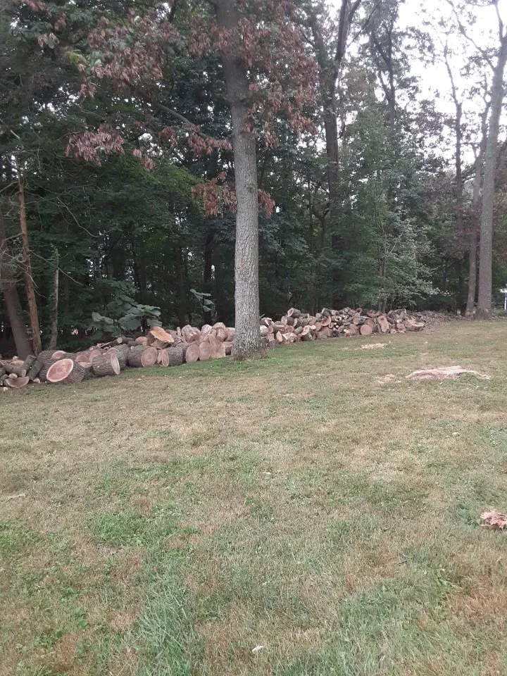 Trusted yard maintenance in Bealeton, VA - Domingo Tree & Landscaping Service