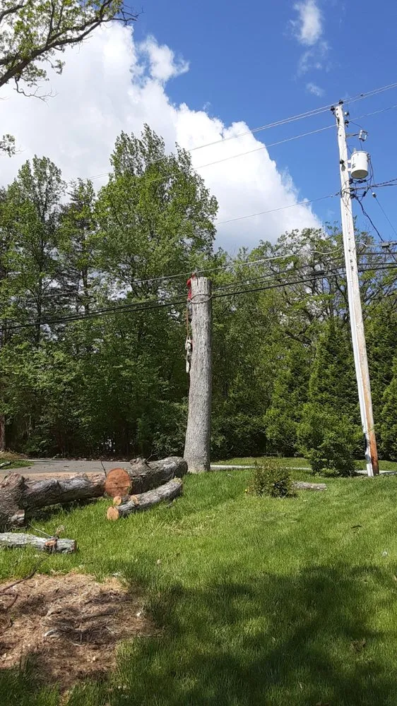 Trusted yard maintenance for residential properties across Bealeton, VA - Domingo Tree & Landscaping Service