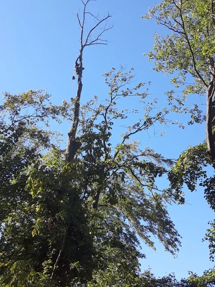 Professional outdoor landscaping in Bealeton, VA by Domingo Tree & Landscaping Service