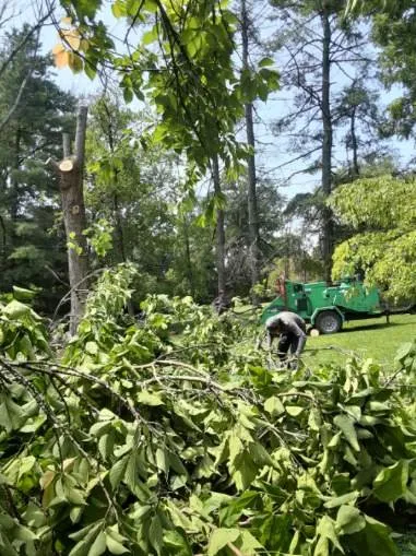 Expert lawn care service in Bealeton, VA by Domingo Tree & Landscaping Service