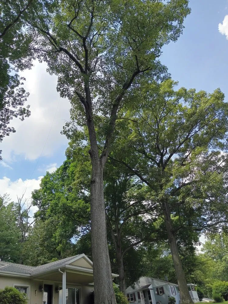 Reliable landscape design in Dillsburg, PA - Domingo tree service and landscaping