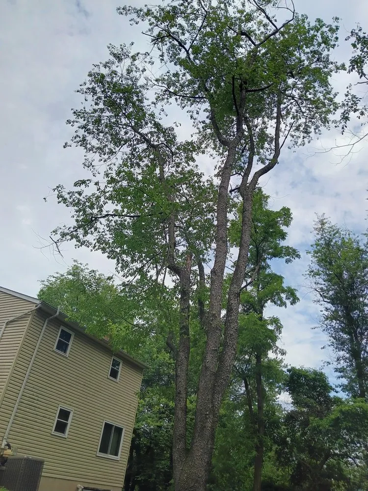 Custom outdoor landscaping for year-round maintenance in Dillsburg, PA by Domingo tree service and landscaping