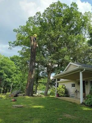 Domingo tree service and landscaping Logo