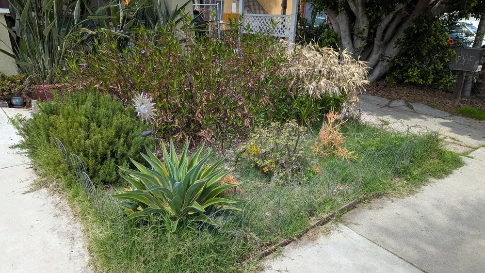 Local landscape installation for year-round maintenance in San Diego, CA by Domingo's Landscaping