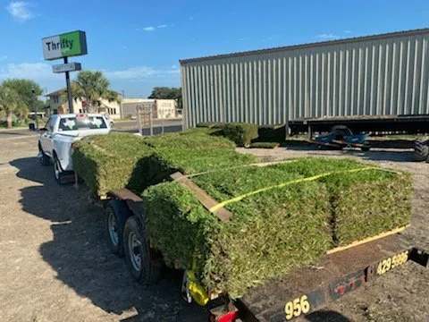 Expert landscaping services near you in Mission, TX by Dominguez Carpet Grass