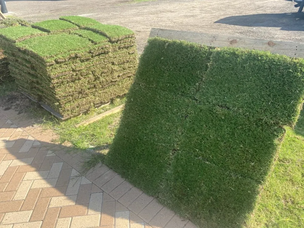 Professional yard maintenance in Mission, TX by Dominguez Carpet Grass