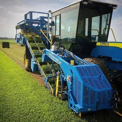 Dominguez Carpet Grass