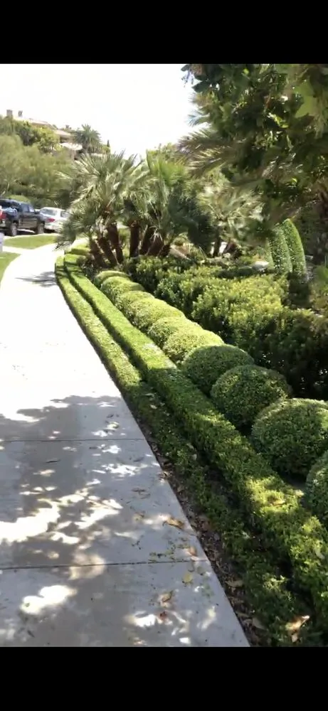 Custom yard cleanup service in Costa Mesa, CA by Dominguez Gardening