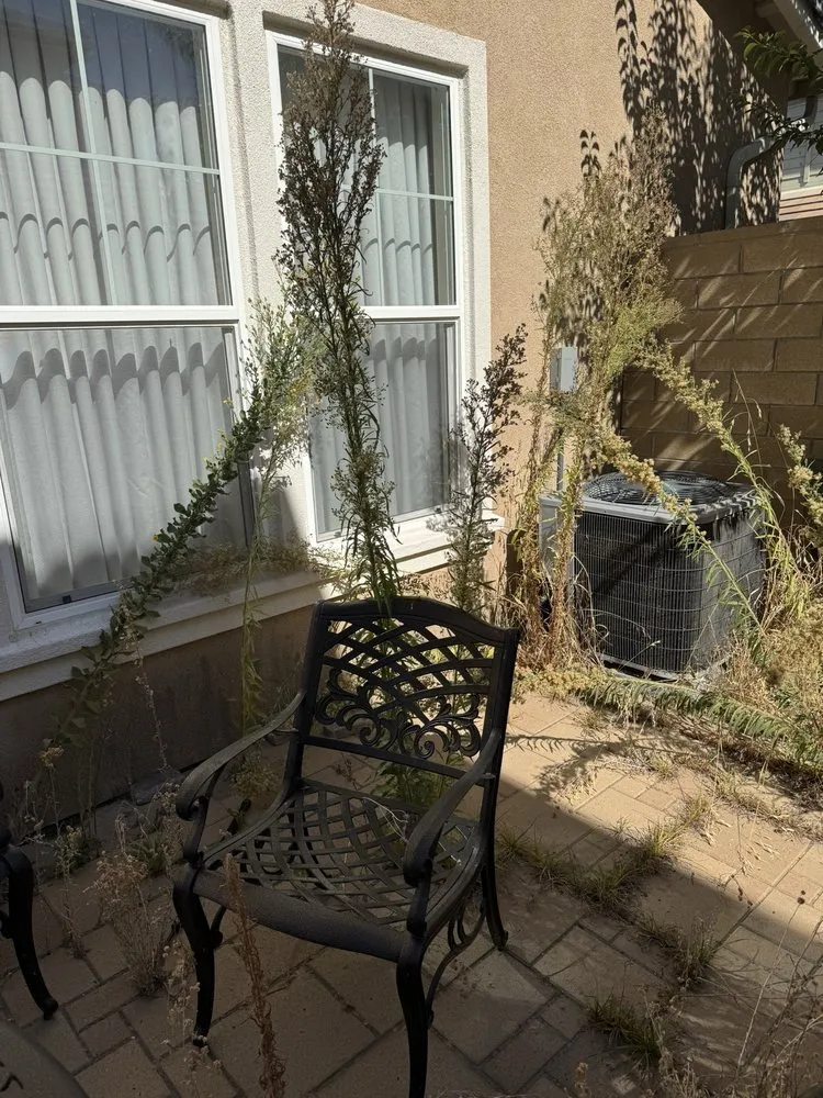 Top-rated lawn mowing service experts serving Costa Mesa, CA - Dominguez Gardening