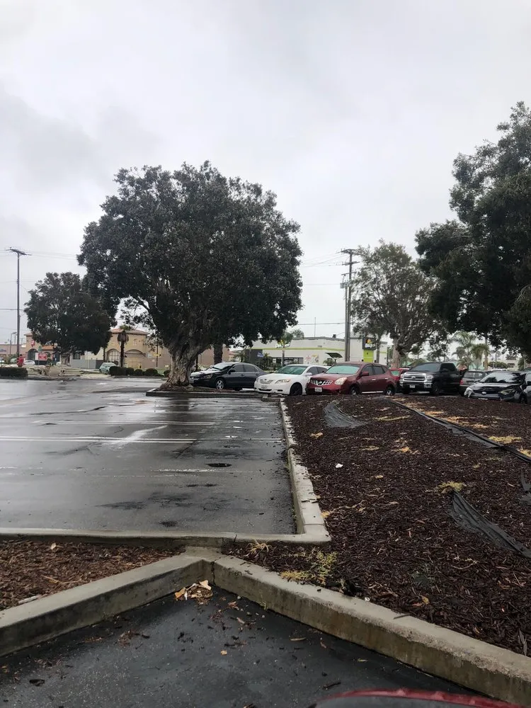 Custom landscaping services in Costa Mesa, CA by Dominguez Gardening