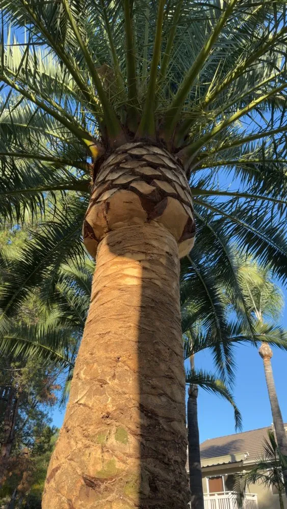 Reliable yard maintenance in Costa Mesa, CA by Dominguez Gardening