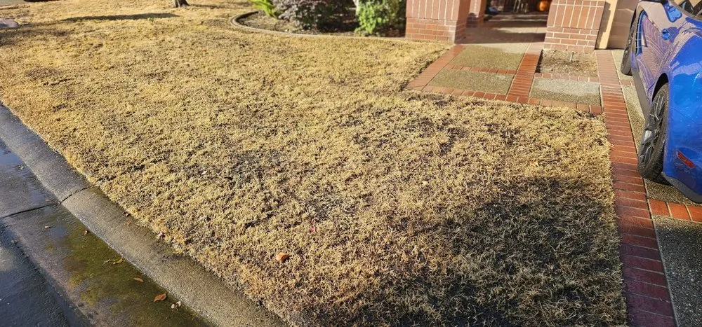 Professional yard maintenance near you across Sacramento, CA - Dominguez Landscape Service