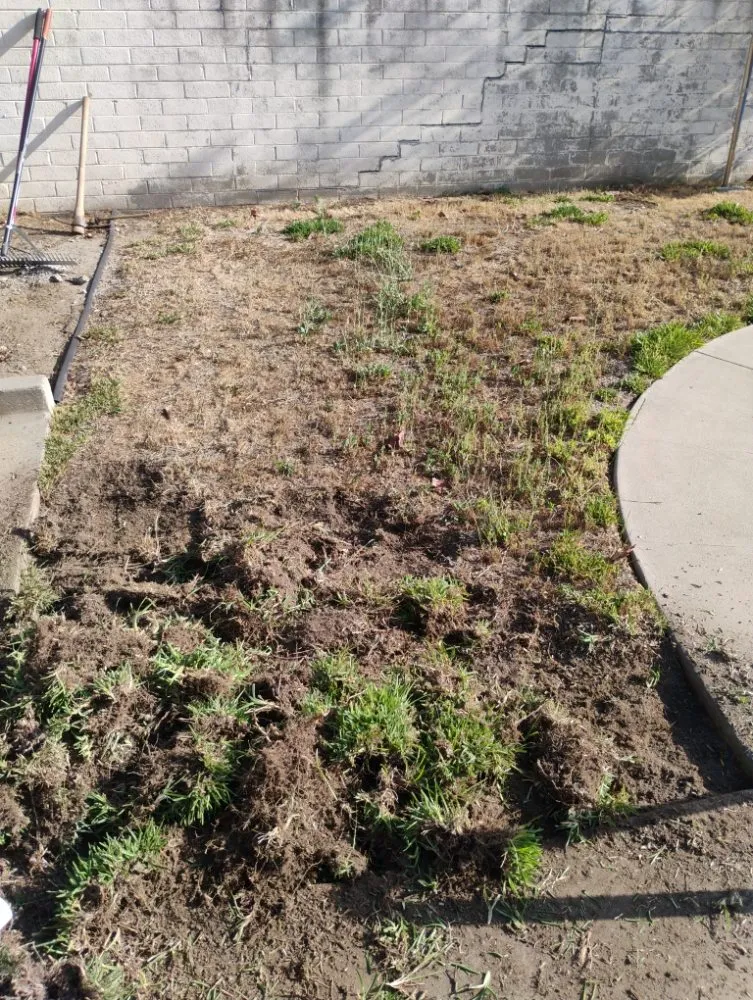 Custom yard maintenance for homes in Fontana, CA by Dominguez Landscaping