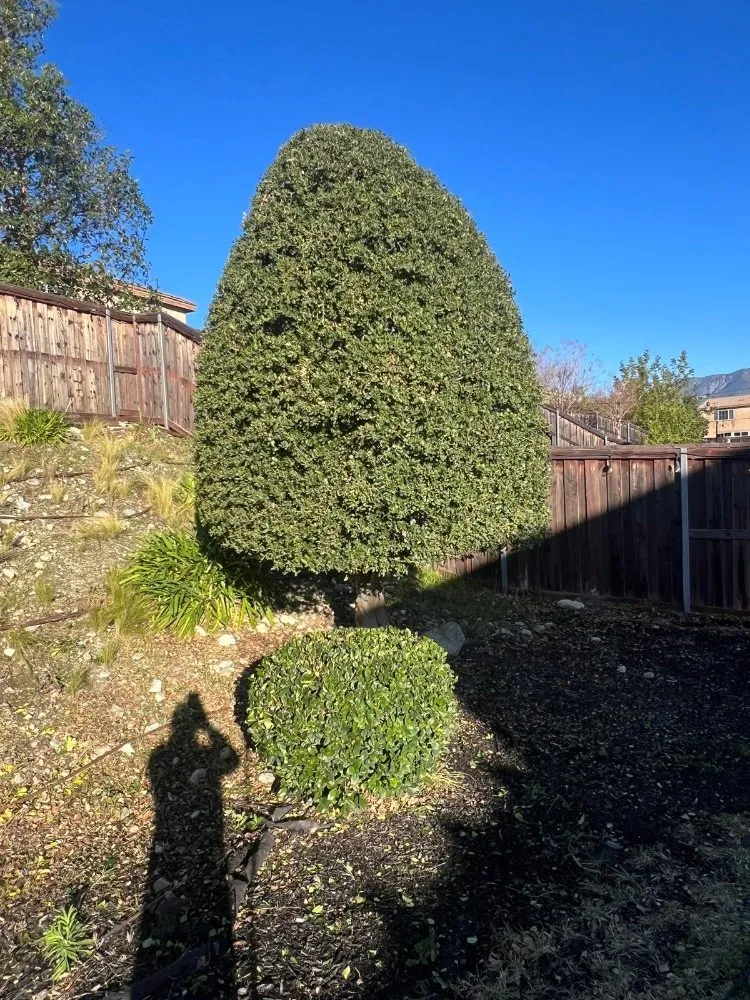 Affordable residential landscaping in Fontana, CA by Dominguez Landscaping