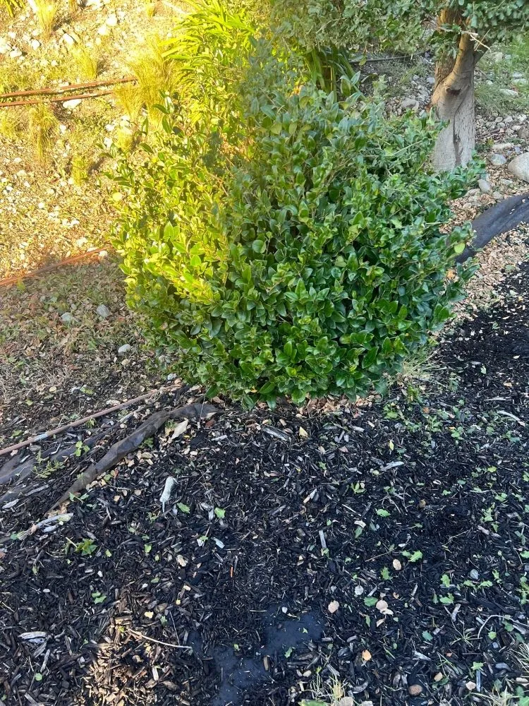 Custom landscape design in Fontana, CA by Dominguez Landscaping