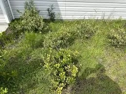 Affordable residential landscaping for homes across Rio Rancho, NM - Dominguez Landscaping