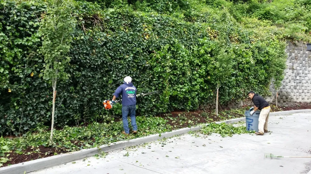 Professional landscaping services in Tacoma, WA by Dominguez Landscaping Service