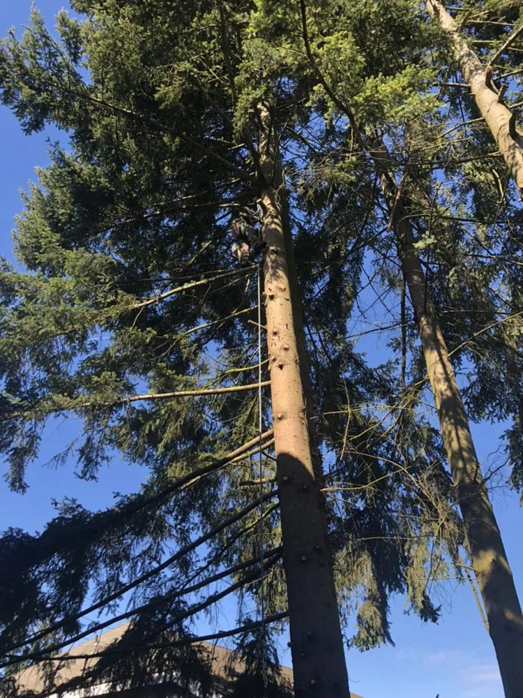 Professional garden landscaping for beautiful yards in Tacoma, WA by Dominguez Landscaping Service