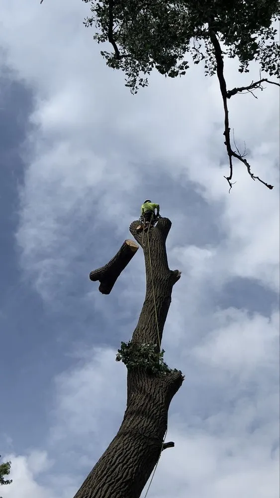 Expert lawn mowing service in Omaha, NE by Dominic Landscaping & Tree Service