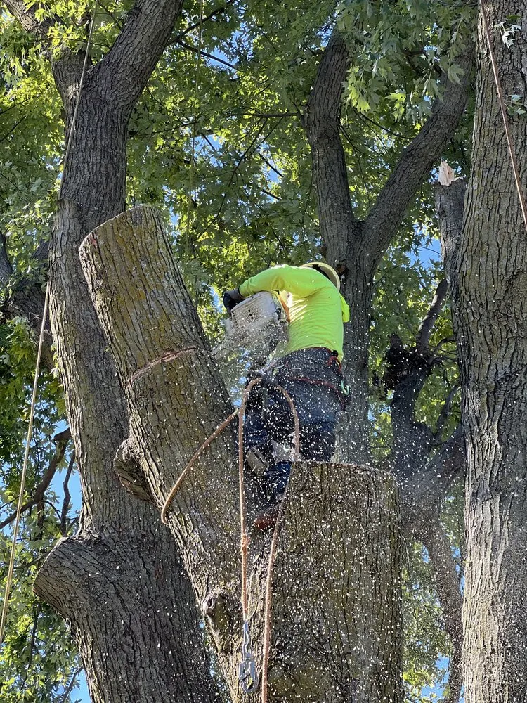 Reliable yard cleanup service experts serving Omaha, NE - Dominic Landscaping & Tree Service