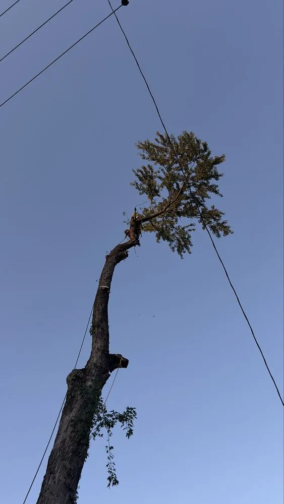 Reliable landscape installation in Omaha, NE by Dominic Landscaping & Tree Service