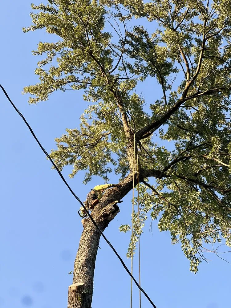 Expert landscape design in Omaha, NE by Dominic Landscaping & Tree Service