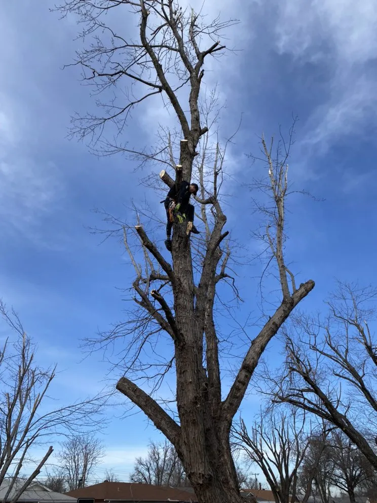 Professional landscape installation for year-round maintenance in Del City, OK by Dominicks Landscapes